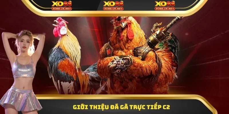 Giới thiệu Đá gà trực tiếp C2