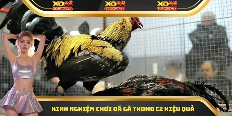 Kinh nghiệm chơi đá gà thomo C2 hiệu quả